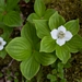 <p><strong>Cornus canadensis - Bunchberry</strong></p><p><strong>Light: </strong>Full / <img src="https://champoegnursery.com/wp-content/uploads/2014/09/icon_partial_shade.gif"/></p><p> <strong>Water: <img src="https://champoegnursery.com/wp-content/uploads/2014/09/icon_moist.gif"/></p> <p> Max Height: </strong> 6  in. <strong> Max Width: </strong> 18  in. </p><p><strong>Description: </strong>A low-growing, mat-forming deciduous ground cover with tiny white clustered flowers that are surrounded by four large white bracts, giving the appearance of a single blossom. <strong>Zone: </strong>  7-9</p><p><img src="https://champoegnursery.com/wp-content/uploads/2014/09/icon_butterfly.gif"/>    <img src="https://champoegnursery.com/wp-content/uploads/2014/09/icon_wildlife.gif"/></p>