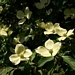 <p><strong>Cornus nuttallii - Pacific Dogwood</strong></p><p><strong>Light: </strong><img src="https://champoegnursery.com/wp-content/uploads/2014/09/icon_full_sun.gif"/> / <img src="https://champoegnursery.com/wp-content/uploads/2014/09/icon_partial_shade.gif"/></p><p> <strong>Water: <img src="https://champoegnursery.com/wp-content/uploads/2014/09/icon_moist.gif"/></p> <p> Max Height: </strong> 60 ft. <strong> Max Width: </strong> 25 ft. </p><p><strong>Description: </strong>This flowering deciduous tree displays smaller flowers that are surrounded by whitish bracts.  Also displays orange/red fruit. <strong>Zone: </strong>  4-6</p><p><img src="https://champoegnursery.com/wp-content/uploads/2014/09/icon_butterfly.gif"/>    <img src="https://champoegnursery.com/wp-content/uploads/2014/09/icon_wildlife.gif"/></p>