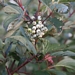 <p><strong>Cornus sericea var. occidentalis - Red-Osier Dogwood</strong></p><p><strong>Light: </strong><img src="https://champoegnursery.com/wp-content/uploads/2014/09/icon_full_sun.gif"/> / <img src="https://champoegnursery.com/wp-content/uploads/2014/09/icon_partial_shade.gif"/></p><p> <strong>Water: <img src="https://champoegnursery.com/wp-content/uploads/2014/09/icon_wet.gif"/> / <img src="https://champoegnursery.com/wp-content/uploads/2014/09/icon_moist.gif"/></p> <p> Max Height: </strong> 20 ft. <strong> Max Width: </strong> 15 ft. </p><p><strong>Description: </strong>This deciduous shrub stabilizes stream banks and also provides streams with a cooling shade and provides berries that birds love to eat. <strong>Zone: </strong>  3-6</p><p><img src="https://champoegnursery.com/wp-content/uploads/2014/09/icon_butterfly.gif"/>    <img src="https://champoegnursery.com/wp-content/uploads/2014/09/icon_wildlife.gif"/></p>