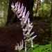 <p><strong>Corydalis scouleri - Scoulers corydalis</strong></p><p><strong>Light: </strong>Full / <img src="https://champoegnursery.com/wp-content/uploads/2014/09/icon_partial_shade.gif"/></p><p> <strong>Water: <img src="https://champoegnursery.com/wp-content/uploads/2014/09/icon_wet.gif"/> / <img src="https://champoegnursery.com/wp-content/uploads/2014/09/icon_moist.gif"/></p> <p> Max Height: </strong> 48  in. <strong> Max Width: </strong> 24  in. </p><p><strong>Description: </strong>A perennial with rosy colored flowers that resemble fairy hats.  They appear late spring and early summer and spread by rhizomes. <strong>Zone: </strong>  7-9</p><p><img src="https://champoegnursery.com/wp-content/uploads/2014/09/icon_butterfly.gif"/>  <img src="https://champoegnursery.com/wp-content/uploads/2014/09/icon_hummingbird.gif"/>  </p>