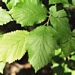 <p><strong>Corylus cornuta - Beaked Hazelnut</strong></p><p><strong>Light: </strong><img src="https://champoegnursery.com/wp-content/uploads/2014/09/icon_full_sun.gif"/> / <img src="https://champoegnursery.com/wp-content/uploads/2014/09/icon_partial_shade.gif"/></p><p> <strong>Water: <img src="https://champoegnursery.com/wp-content/uploads/2014/09/icon_dry.gif"/></p> <p> Max Height: </strong> 15 ft. <strong> Max Width: </strong> 15 ft. </p><p><strong>Description: </strong>A tall deciduous shrub to small tree.  It is multi-trunked and has alternating bright green leaves and smooth light brown bark. <strong>Zone: </strong>  6-7</p><p>    <img src="https://champoegnursery.com/wp-content/uploads/2014/09/icon_wildlife.gif"/></p>