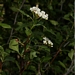 <p><strong>Crataegus douglasii - Oregon Hawthorn</strong></p><p><strong>Light: </strong><img src="https://champoegnursery.com/wp-content/uploads/2014/09/icon_partial_shade.gif"/></p><p> <strong>Water: <img src="https://champoegnursery.com/wp-content/uploads/2014/09/icon_wet.gif"/>/<img src="https://champoegnursery.com/wp-content/uploads/2014/09/icon_moist.gif"/>/<img src="https://champoegnursery.com/wp-content/uploads/2014/09/icon_dry.gif"/></p> <p> Max Height: </strong> 20ï¿½ <strong> Max Width: </strong> 10ï¿½ </p><p><strong>Description: </strong>This tall, thorny shrub has white flowers in the spring and clusters of dark purple fruit in the summer. Can thrive in a wide variety of habitats. <strong>Zone: </strong>  3-9</p><p><img src="https://champoegnursery.com/wp-content/uploads/2014/09/icon_butterfly.gif"/>    <img src="https://champoegnursery.com/wp-content/uploads/2014/09/icon_wildlife.gif"/></p>