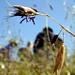 <p><strong>Danthonia californica - California Oatgrass</strong></p><p><strong>Light: </strong><img src="https://champoegnursery.com/wp-content/uploads/2014/09/icon_full_sun.gif"/> / <img src="https://champoegnursery.com/wp-content/uploads/2014/09/icon_partial_shade.gif"/></p><p> <strong>Water: <img src="https://champoegnursery.com/wp-content/uploads/2014/09/icon_dry.gif"/> / <img src="https://champoegnursery.com/wp-content/uploads/2014/09/icon_moist.gif"/></p> <p> Max Height: </strong> 24  in. <strong> Max Width: </strong> 12  in. </p><p><strong>Description: </strong>This perennial grass prefers wet areas and its stems usually have hair. <strong>Zone: </strong>  7-9</p><p>    <img src="https://champoegnursery.com/wp-content/uploads/2014/09/icon_wildlife.gif"/></p>