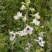 <p><strong>Delphinium pavonaceum - Peacock Larkspur</strong></p><p><strong>Light: </strong><img src="https://champoegnursery.com/wp-content/uploads/2014/09/icon_full_sun.gif"/>  </p><p> <strong>Water: <img src="https://champoegnursery.com/wp-content/uploads/2014/09/icon_moist.gif"/></p> <p> Max Height: </strong> 3 ft. <strong> Max Width: </strong> 6 in. </p><p><strong>Description: </strong>A hybrid larkspur found only in the Willamette Valley, it has numerous white flowers with purple centers,aturalizes easily from seed, and can tolerate drought and flooding when planted in well-drained soil. <strong>Zone: </strong> 8</p><p><img src="https://champoegnursery.com/wp-content/uploads/2014/09/icon_butterfly.gif"/>  <img src="https://champoegnursery.com/wp-content/uploads/2014/09/icon_hummingbird.gif"/>  </p>