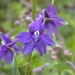 <p><strong>Delphinium trollifolium - Trollius Leaved Larkspur</strong></p><p><strong>Light: </strong><img src="https://champoegnursery.com/wp-content/uploads/2014/09/icon_partial_shade.gif"/></p><p> <strong>Water: <img src="https://champoegnursery.com/wp-content/uploads/2014/09/icon_moist.gif"/></p> <p> Max Height: </strong> 48  in. <strong> Max Width: </strong> 36  in. </p><p><strong>Description: </strong>A wildflower with splendid dark blue flowers that appear in mid to late spring. <strong>Zone: </strong>  7-9</p><p><img src="https://champoegnursery.com/wp-content/uploads/2014/09/icon_butterfly.gif"/>  <img src="https://champoegnursery.com/wp-content/uploads/2014/09/icon_hummingbird.gif"/>  </p>