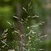 <p><strong>Deschampsia caespitosa - Tufted Hair Grass</strong></p><p><strong>Light: </strong><img src="https://champoegnursery.com/wp-content/uploads/2014/09/icon_full_sun.gif"/> / <img src="https://champoegnursery.com/wp-content/uploads/2014/09/icon_partial_shade.gif"/></p><p> <strong>Water: <img src="https://champoegnursery.com/wp-content/uploads/2014/09/icon_wet.gif"/> / <img src="https://champoegnursery.com/wp-content/uploads/2014/09/icon_moist.gif"/></p> <p> Max Height: </strong> 48  in. <strong> Max Width: </strong> 24  in. </p><p><strong>Description: </strong>This is a tall perennial bunch grass with hair-like tufts of seeds branching out at the top of the plant. <strong>Zone: </strong> 4</p><p>    <img src="https://champoegnursery.com/wp-content/uploads/2014/09/icon_wildlife.gif"/></p>