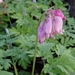 <p><strong>Dicentra formosa - Western Bleeding Heart</strong></p><p><strong>Light: </strong>Full / <img src="https://champoegnursery.com/wp-content/uploads/2014/09/icon_partial_shade.gif"/></p><p> <strong>Water: <img src="https://champoegnursery.com/wp-content/uploads/2014/09/icon_wet.gif"/> / <img src="https://champoegnursery.com/wp-content/uploads/2014/09/icon_moist.gif"/></p> <p> Max Height: </strong> 18  in. <strong> Max Width: </strong> 12  in. </p><p><strong>Description: </strong>A beautiful wildflower with fern-like foliage and heart-shaped flowers that appear in late-spring and summer.  It spreads by seed and rhizome, and often forms large patches. <strong>Zone: </strong>  7-9</p><p><img src="https://champoegnursery.com/wp-content/uploads/2014/09/icon_butterfly.gif"/>    </p>