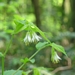 <p><strong>Disporum hookeri - Fairy Bells</strong></p><p><strong>Light: </strong>Full / <img src="https://champoegnursery.com/wp-content/uploads/2014/09/icon_partial_shade.gif"/></p><p> <strong>Water: <img src="https://champoegnursery.com/wp-content/uploads/2014/09/icon_moist.gif"/></p> <p> Max Height: </strong> 24  in. <strong> Max Width: </strong> 12  in. </p><p><strong>Description: </strong>This perennial grows from a stout rhizome and has broad bell-shaped leaves that are green in color and white flowers that appear in late spring and early summer and hang downward from the tops of the stems. <strong>Zone: </strong>  7-9</p><p><img src="https://champoegnursery.com/wp-content/uploads/2014/09/icon_butterfly.gif"/>    <img src="https://champoegnursery.com/wp-content/uploads/2014/09/icon_wildlife.gif"/></p>