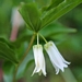 <p><strong>Disporum smithii - Fairy Lantern</strong></p><p><strong>Light: </strong>Full / <img src="https://champoegnursery.com/wp-content/uploads/2014/09/icon_partial_shade.gif"/></p><p> <strong>Water: <img src="https://champoegnursery.com/wp-content/uploads/2014/09/icon_moist.gif"/></p> <p> Max Height: </strong> 24  in. <strong> Max Width: </strong> 12  in. </p><p><strong>Description: </strong>A slow-spreading, clump-forming perennial with white flowers that hang down from the wiry green stalks in the spring.  Shiny orange berries appear in late summer and early fall. <strong>Zone: </strong>  7-9</p><p><img src="https://champoegnursery.com/wp-content/uploads/2014/09/icon_butterfly.gif"/>    <img src="https://champoegnursery.com/wp-content/uploads/2014/09/icon_wildlife.gif"/></p>