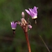 <p><strong>Dodecatheon hendersonii - Broad-Leafed Shooting Star</strong></p><p><strong>Light: </strong><img src="https://champoegnursery.com/wp-content/uploads/2014/09/icon_full_sun.gif"/> / <img src="https://champoegnursery.com/wp-content/uploads/2014/09/icon_partial_shade.gif"/></p><p> <strong>Water: <img src="https://champoegnursery.com/wp-content/uploads/2014/09/icon_wet.gif"/> / <img src="https://champoegnursery.com/wp-content/uploads/2014/09/icon_moist.gif"/></p> <p> Max Height: </strong> 12  in. <strong> Max Width: </strong> 6  in. </p><p><strong>Description: </strong>A low growing perennial with pink star-like flowers. <strong>Zone: </strong>  5-7</p><p><img src="https://champoegnursery.com/wp-content/uploads/2014/09/icon_butterfly.gif"/>    </p>