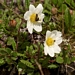 <p><strong>Dryas octopetala - Mountain Avens</strong></p><p><strong>Light: </strong><img src="https://champoegnursery.com/wp-content/uploads/2014/09/icon_full_sun.gif"/> / <img src="https://champoegnursery.com/wp-content/uploads/2014/09/icon_partial_shade.gif"/></p><p> <strong>Water: <img src="https://champoegnursery.com/wp-content/uploads/2014/09/icon_dry.gif"/></p> <p> Max Height: </strong> 4  in. <strong> Max Width: </strong> 12  in. </p><p><strong>Description: </strong>A high elevation, mat-forming perennial with whitish cream flowers that appear in late-spring to early summer and dark green evergreen foliage. The seed heads form as airy white tufts and emerge in late summer. <strong>Zone: </strong>  7-9</p><p><img src="https://champoegnursery.com/wp-content/uploads/2014/09/icon_butterfly.gif"/>    <img src="https://champoegnursery.com/wp-content/uploads/2014/09/icon_wildlife.gif"/></p>