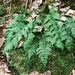 <p><strong>Dryopteris austriaca - Wood Fern</strong></p><p><strong>Light: </strong>Full / <img src="https://champoegnursery.com/wp-content/uploads/2014/09/icon_partial_shade.gif"/></p><p> <strong>Water: <img src="https://champoegnursery.com/wp-content/uploads/2014/09/icon_wet.gif"/> / <img src="https://champoegnursery.com/wp-content/uploads/2014/09/icon_moist.gif"/></p> <p> Max Height: </strong> 36  in. <strong> Max Width: </strong> 36  in. </p><p><strong>Description: </strong>A low elevation deciduous woodland fern with lacy fronds. <strong>Zone: </strong>  7-9</p><p>    </p>