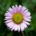 <p><strong>Erigeron glaucus - Beach Fleabane</strong></p><p><strong>Light: </strong><img src="https://champoegnursery.com/wp-content/uploads/2014/09/icon_full_sun.gif"/> / <img src="https://champoegnursery.com/wp-content/uploads/2014/09/icon_partial_shade.gif"/></p><p> <strong>Water: <img src="https://champoegnursery.com/wp-content/uploads/2014/09/icon_dry.gif"/> / <img src="https://champoegnursery.com/wp-content/uploads/2014/09/icon_moist.gif"/></p> <p> Max Height: </strong> 18  in. <strong> Max Width: </strong> 18  in. </p><p><strong>Description: </strong>A low growing showy perennial that sometimes spreads to form mounds.  It displays purple and yellow flowers that appear throughout the summer. <strong>Zone: </strong>  7-9</p><p><img src="https://champoegnursery.com/wp-content/uploads/2014/09/icon_butterfly.gif"/>    <img src="https://champoegnursery.com/wp-content/uploads/2014/09/icon_wildlife.gif"/></p>