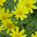 <p><strong>Eriophyllum lanatum - Wooly Sunshine</strong></p><p><strong>Light: </strong><img src="https://champoegnursery.com/wp-content/uploads/2014/09/icon_full_sun.gif"/> / <img src="https://champoegnursery.com/wp-content/uploads/2014/09/icon_partial_shade.gif"/></p><p> <strong>Water: <img src="https://champoegnursery.com/wp-content/uploads/2014/09/icon_dry.gif"/></p> <p> Max Height: </strong> 12  in. <strong> Max Width: </strong> 12  in. </p><p><strong>Description: </strong>Perennial herbaceous plant with alternate silvery green leaves and yellow daisy-like flowers. <strong>Zone: </strong>  7-9</p><p><img src="https://champoegnursery.com/wp-content/uploads/2014/09/icon_butterfly.gif"/>    <img src="https://champoegnursery.com/wp-content/uploads/2014/09/icon_wildlife.gif"/></p>