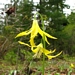 <p><strong>Erythronium grandiflorum - Glacier Lily</strong></p><p><strong>Light: </strong><img src="https://champoegnursery.com/wp-content/uploads/2014/09/icon_full_sun.gif"/> / <img src="https://champoegnursery.com/wp-content/uploads/2014/09/icon_partial_shade.gif"/></p><p> <strong>Water: <img src="https://champoegnursery.com/wp-content/uploads/2014/09/icon_moist.gif"/></p> <p> Max Height: </strong> 14  in. <strong> Max Width: </strong> 12  in. </p><p><strong>Description: </strong>A perennial herb that develops from an underground corm.  Its basal leaves are bright green and up to 8" in length.  The flowers are golden-yellow and appear alone on a leafless, unbranched stem. <strong>Zone: </strong>  7-9</p><p><img src="https://champoegnursery.com/wp-content/uploads/2014/09/icon_butterfly.gif"/>    </p>