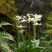 <p><strong>Erythronium oregonum - Oregon Fawn Lily</strong></p><p><strong>Light: </strong>Full / <img src="https://champoegnursery.com/wp-content/uploads/2014/09/icon_partial_shade.gif"/></p><p> <strong>Water: <img src="https://champoegnursery.com/wp-content/uploads/2014/09/icon_dry.gif"/> / <img src="https://champoegnursery.com/wp-content/uploads/2014/09/icon_moist.gif"/></p> <p> Max Height: </strong> 12  in. <strong> Max Width: </strong> 6  in. </p><p><strong>Description: </strong>This perennial herbaceous plant grows from a corm and has white flowers and mottled leaves. <strong>Zone: </strong>  5-7</p><p><img src="https://champoegnursery.com/wp-content/uploads/2014/09/icon_butterfly.gif"/>    </p>