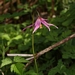 <p><strong>Erythronium revolutum - Pink Fawn Lily</strong></p><p><strong>Light: </strong><img src="https://champoegnursery.com/wp-content/uploads/2014/09/icon_partial_shade.gif"/></p><p> <strong>Water: <img src="https://champoegnursery.com/wp-content/uploads/2014/09/icon_moist.gif"/></p> <p> Max Height: </strong> 12ï¿½ <strong> Max Width: </strong> 6ï¿½ </p><p><strong>Description: </strong>This perennial herbaceous plant grows from a corm and has pink flowers and mottled leaves. <strong>Zone: </strong>  5-9</p><p><img src="https://champoegnursery.com/wp-content/uploads/2014/09/icon_butterfly.gif"/>    </p>