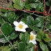 <p><strong>Fragaria chiloensis - Coast Strawberry</strong></p><p><strong>Light: </strong><img src="https://champoegnursery.com/wp-content/uploads/2014/09/icon_full_sun.gif"/> / <img src="https://champoegnursery.com/wp-content/uploads/2014/09/icon_partial_shade.gif"/></p><p> <strong>Water: <img src="https://champoegnursery.com/wp-content/uploads/2014/09/icon_dry.gif"/> / <img src="https://champoegnursery.com/wp-content/uploads/2014/09/icon_moist.gif"/></p> <p> Max Height: </strong> 4  in. <strong> Max Width: </strong> 24  in. </p><p><strong>Description: </strong>This strawberry has thick, shiny leaves.  Prefers sandy areas where it can easily send out runners and provide binding and ground cover. <strong>Zone: </strong>  5-7</p><p><img src="https://champoegnursery.com/wp-content/uploads/2014/09/icon_butterfly.gif"/>    <img src="https://champoegnursery.com/wp-content/uploads/2014/09/icon_wildlife.gif"/></p>