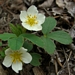 <p><strong>Fragaria vesca - Wood Strawberry</strong></p><p><strong>Light: </strong><img src="https://champoegnursery.com/wp-content/uploads/2014/09/icon_partial_shade.gif"/></p><p> <strong>Water: <img src="https://champoegnursery.com/wp-content/uploads/2014/09/icon_dry.gif"/> / <img src="https://champoegnursery.com/wp-content/uploads/2014/09/icon_moist.gif"/></p> <p> Max Height: </strong> 4  in. <strong> Max Width: </strong> 24  in. </p><p><strong>Description: </strong>This drought tolerant strawberry has smaller fruit and is often found in more open parts of forests where it sends out runners and provides ground cover. <strong>Zone: </strong>  5-6</p><p><img src="https://champoegnursery.com/wp-content/uploads/2014/09/icon_butterfly.gif"/>    <img src="https://champoegnursery.com/wp-content/uploads/2014/09/icon_wildlife.gif"/></p>