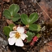 <p><strong>Fragaria virginiana - Mountain Strawberry</strong></p><p><strong>Light: </strong><img src="https://champoegnursery.com/wp-content/uploads/2014/09/icon_partial_shade.gif"/></p><p> <strong>Water: <img src="https://champoegnursery.com/wp-content/uploads/2014/09/icon_dry.gif"/> / <img src="https://champoegnursery.com/wp-content/uploads/2014/09/icon_moist.gif"/></p> <p> Max Height: </strong> 4  in. <strong> Max Width: </strong> 24  in. </p><p><strong>Description: </strong>This strawberry is drought tolerant, sends out runners and provides ground cover. <strong>Zone: </strong>  3-6</p><p><img src="https://champoegnursery.com/wp-content/uploads/2014/09/icon_butterfly.gif"/>    <img src="https://champoegnursery.com/wp-content/uploads/2014/09/icon_wildlife.gif"/></p>