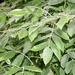 <p><strong>Fraxinus latifolia - Oregon Ash</strong></p><p><strong>Light: </strong><img src="https://champoegnursery.com/wp-content/uploads/2014/09/icon_full_sun.gif"/> / <img src="https://champoegnursery.com/wp-content/uploads/2014/09/icon_partial_shade.gif"/></p><p> <strong>Water: <img src="https://champoegnursery.com/wp-content/uploads/2014/09/icon_wet.gif"/> / <img src="https://champoegnursery.com/wp-content/uploads/2014/09/icon_moist.gif"/></p> <p> Max Height: </strong> 80 ft. <strong> Max Width: </strong> 30 ft. </p><p><strong>Description: </strong>This deciduous tree usually grows near streams where it provides canopy cover.  It will spread more when in the open and less when crowded. <strong>Zone: </strong> 7</p><p><img src="https://champoegnursery.com/wp-content/uploads/2014/09/icon_butterfly.gif"/>    </p>