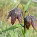 <p><strong>Fritillaria affinis - Chocolate Lily</strong></p><p><strong>Light: </strong><img src="https://champoegnursery.com/wp-content/uploads/2014/09/icon_full_sun.gif"/> / <img src="https://champoegnursery.com/wp-content/uploads/2014/09/icon_partial_shade.gif"/></p><p> <strong>Water: <img src="https://champoegnursery.com/wp-content/uploads/2014/09/icon_moist.gif"/></p> <p> Max Height: </strong> 12  in. <strong> Max Width: </strong> 12  in. </p><p><strong>Description: </strong>A small native bulb with mottled purple/brown and green flowers.  It blooms in early spring and is found in grassy areas and the fringes of woodland shade. <strong>Zone: </strong>  5-9</p><p><img src="https://champoegnursery.com/wp-content/uploads/2014/09/icon_butterfly.gif"/>    <img src="https://champoegnursery.com/wp-content/uploads/2014/09/icon_wildlife.gif"/></p>