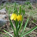 <p><strong>Fritillaria pudica - Yellow Bell</strong></p><p><strong>Light: </strong><img src="https://champoegnursery.com/wp-content/uploads/2014/09/icon_full_sun.gif"/> / <img src="https://champoegnursery.com/wp-content/uploads/2014/09/icon_partial_shade.gif"/></p><p> <strong>Water: <img src="https://champoegnursery.com/wp-content/uploads/2014/09/icon_dry.gif"/> / <img src="https://champoegnursery.com/wp-content/uploads/2014/09/icon_moist.gif"/></p> <p> Max Height: </strong> 8  in. <strong> Max Width: </strong> 6  in. </p><p><strong>Description: </strong>A small native bulb with yellow bell shaped flowers that blooms in early spring and is typically found East of the Cascade Mountain Range. <strong>Zone: </strong>  3-7</p><p><img src="https://champoegnursery.com/wp-content/uploads/2014/09/icon_butterfly.gif"/>    <img src="https://champoegnursery.com/wp-content/uploads/2014/09/icon_wildlife.gif"/></p>