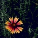 <p><strong>Gaillardia aristata - Blanket Flower</strong></p><p><strong>Light: </strong><img src="https://champoegnursery.com/wp-content/uploads/2014/09/icon_full_sun.gif"/> / <img src="https://champoegnursery.com/wp-content/uploads/2014/09/icon_partial_shade.gif"/></p><p> <strong>Water: <img src="https://champoegnursery.com/wp-content/uploads/2014/09/icon_dry.gif"/> / <img src="https://champoegnursery.com/wp-content/uploads/2014/09/icon_moist.gif"/></p> <p> Max Height: </strong> 18  in. <strong> Max Width: </strong> 24  in. </p><p><strong>Description: </strong>A long-blooming perennial commonly occurring on prairies, dry meadows, and open woods.  The yellow and brown flowers begin blooming in the summer and can continue into the fall. <strong>Zone: </strong>  7-9</p><p><img src="https://champoegnursery.com/wp-content/uploads/2014/09/icon_butterfly.gif"/>    <img src="https://champoegnursery.com/wp-content/uploads/2014/09/icon_wildlife.gif"/></p>