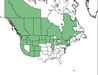  <p><strong>Gaillardia aristata - Blanket Flower</strong></p><p> </p><p><a href="http://plants.usda.gov/core/profile?symbol=GAAR">Map courtesy of USDA Plants Database</a><p/>