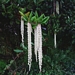 <p><strong>Garrya elliptica - Silk-tassel Bush</strong></p><p><strong>Light: </strong><img src="https://champoegnursery.com/wp-content/uploads/2014/09/icon_full_sun.gif"/> / <img src="https://champoegnursery.com/wp-content/uploads/2014/09/icon_partial_shade.gif"/></p><p> <strong>Water: <img src="https://champoegnursery.com/wp-content/uploads/2014/09/icon_dry.gif"/> / <img src="https://champoegnursery.com/wp-content/uploads/2014/09/icon_moist.gif"/></p> <p> Max Height: </strong> 12 ft. <strong> Max Width: </strong> 10 ft. </p><p><strong>Description: </strong>A dense growing evergreen shrub that can often resemble a small tree. Its leathery leaves are an attractive gray - green color. In the winter, the catkins elongate and form long chains of creamy flowers. <strong>Zone: </strong>  7-9</p><p><img src="https://champoegnursery.com/wp-content/uploads/2014/09/icon_butterfly.gif"/>    <img src="https://champoegnursery.com/wp-content/uploads/2014/09/icon_wildlife.gif"/></p>