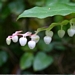 <p><strong>Gaultheria shallon - Salal</strong></p><p><strong>Light: </strong><img src="https://champoegnursery.com/wp-content/uploads/2014/09/icon_partial_shade.gif"/></p><p> <strong>Water: <img src="https://champoegnursery.com/wp-content/uploads/2014/09/icon_dry.gif"/> / <img src="https://champoegnursery.com/wp-content/uploads/2014/09/icon_moist.gif"/></p> <p> Max Height: </strong> 12 ft. <strong> Max Width: </strong> 12 ft. </p><p><strong>Description: </strong>A low-growing evergreen shrub with large alternate and egg shaped leaves that have fine teeth on the margin. Its flowers are pink clusters that begin appearing in late spring or early summer. <strong>Zone: </strong>  7-9</p><p><img src="https://champoegnursery.com/wp-content/uploads/2014/09/icon_butterfly.gif"/>    <img src="https://champoegnursery.com/wp-content/uploads/2014/09/icon_wildlife.gif"/></p>