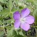 <p><strong>Geranium oreganum - Oregon Geranium</strong></p><p><strong>Light: </strong><img src="https://champoegnursery.com/wp-content/uploads/2014/09/icon_full_sun.gif"/> / <img src="https://champoegnursery.com/wp-content/uploads/2014/09/icon_partial_shade.gif"/></p><p> <strong>Water: <img src="https://champoegnursery.com/wp-content/uploads/2014/09/icon_moist.gif"/></p> <p> Max Height: </strong> 24ï¿½ <strong> Max Width: </strong> 12ï¿½ </p><p><strong>Description: </strong>A perennial forb that spreads easily. It has showy pink flowers from May to July on tall stalks and fuzzy green leaves that persist until frost. <strong>Zone: </strong>  7-8</p><p><img src="https://champoegnursery.com/wp-content/uploads/2014/09/icon_butterfly.gif"/>    <img src="https://champoegnursery.com/wp-content/uploads/2014/09/icon_wildlife.gif"/></p>