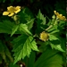 <p><strong>Geum macrophyllum - Oregon Avens</strong></p><p><strong>Light: </strong><img src="https://champoegnursery.com/wp-content/uploads/2014/09/icon_full_sun.gif"/> / <img src="https://champoegnursery.com/wp-content/uploads/2014/09/icon_partial_shade.gif"/></p><p> <strong>Water: <img src="https://champoegnursery.com/wp-content/uploads/2014/09/icon_dry.gif"/> / <img src="https://champoegnursery.com/wp-content/uploads/2014/09/icon_moist.gif"/></p> <p> Max Height: </strong> 24  in. <strong> Max Width: </strong> 16  in. </p><p><strong>Description: </strong>This perennial herb has seeds that stick to passer-bys and small yellow flowers. <strong>Zone: </strong> 4</p><p><img src="https://champoegnursery.com/wp-content/uploads/2014/09/icon_butterfly.gif"/>    <img src="https://champoegnursery.com/wp-content/uploads/2014/09/icon_wildlife.gif"/></p>