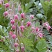 <p><strong>Geum triflorum - Prairie Smoke</strong></p><p><strong>Light: </strong><img src="https://champoegnursery.com/wp-content/uploads/2014/09/icon_full_sun.gif"/>  </p><p> <strong>Water: <img src="https://champoegnursery.com/wp-content/uploads/2014/09/icon_moist.gif"/></p> <p> Max Height: </strong> 6  in. <strong> Max Width: </strong> 2  in. </p><p><strong>Description: </strong>Low-growing perennial adapted to dry sites with striking pink flowers and feathery seed heads. <strong>Zone: </strong>  3-7</p><p><img src="https://champoegnursery.com/wp-content/uploads/2014/09/icon_butterfly.gif"/>  <img src="https://champoegnursery.com/wp-content/uploads/2014/09/icon_hummingbird.gif"/>  </p>