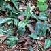 <p><strong>Goodyera oblongifolia - Rattlesnake Plantain</strong></p><p><strong>Light: </strong><img src="https://champoegnursery.com/wp-content/uploads/2014/09/icon_partial_shade.gif"/> <img src="https://champoegnursery.com/wp-content/uploads/2014/09/icon_full_shade.gif"/></p><p> <strong>Water: <img src="https://champoegnursery.com/wp-content/uploads/2014/09/icon_dry.gif"/> / <img src="https://champoegnursery.com/wp-content/uploads/2014/09/icon_moist.gif"/></p> <p> Max Height: </strong> 12  in. <strong> Max Width: </strong> 8  in. </p><p><strong>Description: </strong>'A native orchid common in coniferous forests.  The rosette of basal evergreen leaves are often striped or mottled with white.  Its'' greenish-white flowers begin appearing in late summer.' <strong>Zone: </strong>  7-9</p><p>    </p>