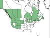  <p><strong>Goodyera oblongifolia - Rattlesnake Plantain</strong></p><p> </p><p><a href="http://plants.usda.gov/core/profile?symbol=GOOB2">Map courtesy of USDA Plants Database</a><p/>