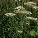 <p><strong>Heracleum lanatum - Cow Parsnip</strong></p><p><strong>Light: </strong><img src="https://champoegnursery.com/wp-content/uploads/2014/09/icon_full_sun.gif"/> / <img src="https://champoegnursery.com/wp-content/uploads/2014/09/icon_partial_shade.gif"/></p><p> <strong>Water: <img src="https://champoegnursery.com/wp-content/uploads/2014/09/icon_wet.gif"/> / <img src="https://champoegnursery.com/wp-content/uploads/2014/09/icon_moist.gif"/></p> <p> Max Height: </strong> 9 ft. <strong> Max Width: </strong> 4 ft. </p><p><strong>Description: </strong>This tall plant has very large leaves and white flowers produced in clusters. <strong>Zone: </strong> 4</p><p><img src="https://champoegnursery.com/wp-content/uploads/2014/09/icon_butterfly.gif"/>    <img src="https://champoegnursery.com/wp-content/uploads/2014/09/icon_wildlife.gif"/></p>