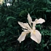 <p><strong>Iris chrysophylla - Slender-tubed Iris</strong></p><p><strong>Light: </strong><img src="https://champoegnursery.com/wp-content/uploads/2014/09/icon_full_sun.gif"/> / <img src="https://champoegnursery.com/wp-content/uploads/2014/09/icon_partial_shade.gif"/></p><p> <strong>Water: <img src="https://champoegnursery.com/wp-content/uploads/2014/09/icon_dry.gif"/> / <img src="https://champoegnursery.com/wp-content/uploads/2014/09/icon_moist.gif"/></p> <p> Max Height: </strong> 10  in. <strong> Max Width: </strong> 9  in. </p><p><strong>Description: </strong>This plant produces fragile looking cream, pale yellow, to deep yellow flowers with reddish brown veins. <strong>Zone: </strong>  7-9</p><p><img src="https://champoegnursery.com/wp-content/uploads/2014/09/icon_butterfly.gif"/>    </p>