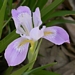 <p><strong>Iris douglasiana - Douglas Iris</strong></p><p><strong>Light: </strong><img src="https://champoegnursery.com/wp-content/uploads/2014/09/icon_full_sun.gif"/> / <img src="https://champoegnursery.com/wp-content/uploads/2014/09/icon_partial_shade.gif"/></p><p> <strong>Water: <img src="https://champoegnursery.com/wp-content/uploads/2014/09/icon_moist.gif"/></p> <p> Max Height: </strong> 24  in. <strong> Max Width: </strong> 9  in. </p><p><strong>Description: </strong>This perennial plant produces purple and cream flowers. <strong>Zone: </strong>  7-9</p><p><img src="https://champoegnursery.com/wp-content/uploads/2014/09/icon_butterfly.gif"/>    </p>