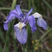 <p><strong>Iris missouriensis - Mountain Iris</strong></p><p><strong>Light: </strong><img src="https://champoegnursery.com/wp-content/uploads/2014/09/icon_full_sun.gif"/>  </p><p> <strong>Water: <img src="https://champoegnursery.com/wp-content/uploads/2014/09/icon_wet.gif"/></p> <p> Max Height: </strong> 15ï¿½ <strong> Max Width: </strong> 6ï¿½ </p><p><strong>Description: </strong>This perennial has showy flowers and thrives in elevations from the coast to sub-alpine. Often forms dense patches. <strong>Zone: </strong>  3-8</p><p><img src="https://champoegnursery.com/wp-content/uploads/2014/09/icon_butterfly.gif"/>  <img src="https://champoegnursery.com/wp-content/uploads/2014/09/icon_hummingbird.gif"/>  </p>