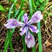 <p><strong>Iris tenax - Oregon Iris</strong></p><p><strong>Light: </strong><img src="https://champoegnursery.com/wp-content/uploads/2014/09/icon_full_sun.gif"/> / <img src="https://champoegnursery.com/wp-content/uploads/2014/09/icon_partial_shade.gif"/></p><p> <strong>Water: <img src="https://champoegnursery.com/wp-content/uploads/2014/09/icon_moist.gif"/></p> <p> Max Height: </strong> 16  in. <strong> Max Width: </strong> 24  in. </p><p><strong>Description: </strong>This plant produces purple to blue, or sometimes white, flowers in the late spring. <strong>Zone: </strong> 7</p><p><img src="https://champoegnursery.com/wp-content/uploads/2014/09/icon_butterfly.gif"/>    </p>