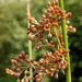 <p><strong>Juncus effusus - Soft Rush</strong></p><p><strong>Light: </strong><img src="https://champoegnursery.com/wp-content/uploads/2014/09/icon_full_sun.gif"/> / <img src="https://champoegnursery.com/wp-content/uploads/2014/09/icon_partial_shade.gif"/></p><p> <strong>Water: <img src="https://champoegnursery.com/wp-content/uploads/2014/09/icon_wet.gif"/> / <img src="https://champoegnursery.com/wp-content/uploads/2014/09/icon_moist.gif"/></p> <p> Max Height: </strong> 36  in. <strong> Max Width: </strong> 30  in. </p><p><strong>Description: </strong>This plant produces green spikes of grass like foliage and clusters of brown, seed bearing flowers. <strong>Zone: </strong> 6</p><p>    </p>