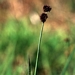 <p><strong>Juncus ensifolius - Dagger Leaf Rush</strong></p><p><strong>Light: </strong><img src="https://champoegnursery.com/wp-content/uploads/2014/09/icon_full_sun.gif"/> / <img src="https://champoegnursery.com/wp-content/uploads/2014/09/icon_partial_shade.gif"/></p><p> <strong>Water: <img src="https://champoegnursery.com/wp-content/uploads/2014/09/icon_wet.gif"/> / <img src="https://champoegnursery.com/wp-content/uploads/2014/09/icon_moist.gif"/></p> <p> Max Height: </strong> 30  in. <strong> Max Width: </strong> 12  in. </p><p><strong>Description: </strong>A grass-like wetland species with small clusters of seeds forming at the top of the plant and brownish-purple flowers. <strong>Zone: </strong>  5-7</p><p>    </p>