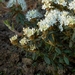 <p><strong>Ledum groenlandicum - Labrador Tea</strong></p><p><strong>Light: </strong><img src="https://champoegnursery.com/wp-content/uploads/2014/09/icon_full_sun.gif"/> / <img src="https://champoegnursery.com/wp-content/uploads/2014/09/icon_partial_shade.gif"/></p><p> <strong>Water: <img src="https://champoegnursery.com/wp-content/uploads/2014/09/icon_wet.gif"/> / <img src="https://champoegnursery.com/wp-content/uploads/2014/09/icon_moist.gif"/></p> <p> Max Height: </strong> 5 ft. <strong> Max Width: </strong> 5 ft. </p><p><strong>Description: </strong>This evergreen shrub has aromatic leaves that curl down at the edges.  It produces large clusters of small white flowers in early summer. <strong>Zone: </strong>  7-9</p><p><img src="https://champoegnursery.com/wp-content/uploads/2014/09/icon_butterfly.gif"/>    <img src="https://champoegnursery.com/wp-content/uploads/2014/09/icon_wildlife.gif"/></p>