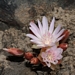 <p><strong>Lewisia rediviva - Bitterroot</strong></p><p><strong>Light: </strong><img src="https://champoegnursery.com/wp-content/uploads/2014/09/icon_full_sun.gif"/> / <img src="https://champoegnursery.com/wp-content/uploads/2014/09/icon_partial_shade.gif"/></p><p> <strong>Water: <img src="https://champoegnursery.com/wp-content/uploads/2014/09/icon_dry.gif"/></p> <p> Max Height: </strong> 2  in. <strong> Max Width: </strong> 6  in. </p><p><strong>Description: </strong>This herbaceous plant produces a pink/white flower. <strong>Zone: </strong>  7-9</p><p><img src="https://champoegnursery.com/wp-content/uploads/2014/09/icon_butterfly.gif"/>    <img src="https://champoegnursery.com/wp-content/uploads/2014/09/icon_wildlife.gif"/></p>