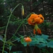 <p><strong>Lilium columbianum - Tiger Lily</strong></p><p><strong>Light: </strong><img src="https://champoegnursery.com/wp-content/uploads/2014/09/icon_full_sun.gif"/> / <img src="https://champoegnursery.com/wp-content/uploads/2014/09/icon_partial_shade.gif"/></p><p> <strong>Water: <img src="https://champoegnursery.com/wp-content/uploads/2014/09/icon_dry.gif"/> / <img src="https://champoegnursery.com/wp-content/uploads/2014/09/icon_moist.gif"/></p> <p> Max Height: </strong> 48  in. <strong> Max Width: </strong> 24  in. </p><p><strong>Description: </strong>This plant displays a vibrant orange speckled flower that hangs with its petals reaching back toward the stem. <strong>Zone: </strong>  5-7</p><p><img src="https://champoegnursery.com/wp-content/uploads/2014/09/icon_butterfly.gif"/>    <img src="https://champoegnursery.com/wp-content/uploads/2014/09/icon_wildlife.gif"/></p>