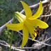 <p><strong>Lilium parryi - Lemon Lily</strong></p><p><strong>Light: </strong><img src="https://champoegnursery.com/wp-content/uploads/2014/09/icon_partial_shade.gif"/></p><p> <strong>Water: <img src="https://champoegnursery.com/wp-content/uploads/2014/09/icon_moist.gif"/></p> <p> Max Height: </strong> 6  in. <strong> Max Width: </strong> 2  in. </p><p><strong>Description: </strong>This plant emits a very pleasant smell and is a member of the Lily family. <strong>Zone: </strong> 5</p><p><img src="https://champoegnursery.com/wp-content/uploads/2014/09/icon_butterfly.gif"/>    <img src="https://champoegnursery.com/wp-content/uploads/2014/09/icon_wildlife.gif"/></p>