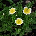 <p><strong>Limnanthes douglasii - Meadow-foam</strong></p><p><strong>Light: </strong><img src="https://champoegnursery.com/wp-content/uploads/2014/09/icon_full_sun.gif"/> / <img src="https://champoegnursery.com/wp-content/uploads/2014/09/icon_partial_shade.gif"/></p><p> <strong>Water: <img src="https://champoegnursery.com/wp-content/uploads/2014/09/icon_wet.gif"/> / <img src="https://champoegnursery.com/wp-content/uploads/2014/09/icon_moist.gif"/></p> <p> Max Height: </strong> 6  in. <strong> Max Width: </strong> 6  in. </p><p><strong>Description: </strong>This herbaceous annual produces many small white flowers with yellow centers. <strong>Zone: </strong>  7-9</p><p><img src="https://champoegnursery.com/wp-content/uploads/2014/09/icon_butterfly.gif"/>    <img src="https://champoegnursery.com/wp-content/uploads/2014/09/icon_wildlife.gif"/></p>