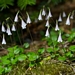 <p><strong>Linnaea borealis - Twinflower</strong></p><p><strong>Light: </strong><img src="https://champoegnursery.com/wp-content/uploads/2014/09/icon_partial_shade.gif"/></p><p> <strong>Water: <img src="https://champoegnursery.com/wp-content/uploads/2014/09/icon_moist.gif"/></p> <p> Max Height: </strong> 6  in. <strong> Max Width: </strong> 6  in. </p><p><strong>Description: </strong>This evergreen ground cover produces pink flowers which grow in paired clusters and bloom June through September. <strong>Zone: </strong>  7-9</p><p><img src="https://champoegnursery.com/wp-content/uploads/2014/09/icon_butterfly.gif"/>    </p>