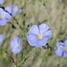 <p><strong>Linum perenne var. lewisii - Wild Blue Flax</strong></p><p><strong>Light: </strong><img src="https://champoegnursery.com/wp-content/uploads/2014/09/icon_full_sun.gif"/> / <img src="https://champoegnursery.com/wp-content/uploads/2014/09/icon_partial_shade.gif"/></p><p> <strong>Water: <img src="https://champoegnursery.com/wp-content/uploads/2014/09/icon_dry.gif"/> / <img src="https://champoegnursery.com/wp-content/uploads/2014/09/icon_moist.gif"/></p> <p> Max Height: </strong> 24  in. <strong> Max Width: </strong> 24  in. </p><p><strong>Description: </strong>This herbaceous plant produces vibrant blue flowers in the spring and summer. <strong>Zone: </strong>  7-9</p><p><img src="https://champoegnursery.com/wp-content/uploads/2014/09/icon_butterfly.gif"/>    <img src="https://champoegnursery.com/wp-content/uploads/2014/09/icon_wildlife.gif"/></p>